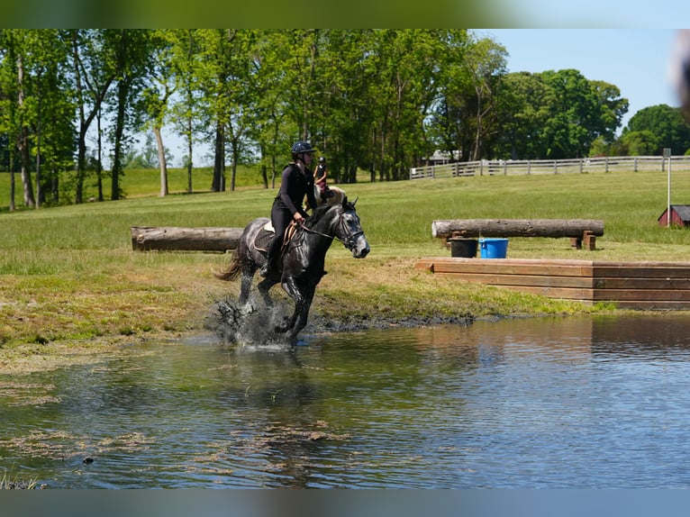 Friesian horses Mix Gelding 5 years 16 hh Grey-Dapple in Clover, SC