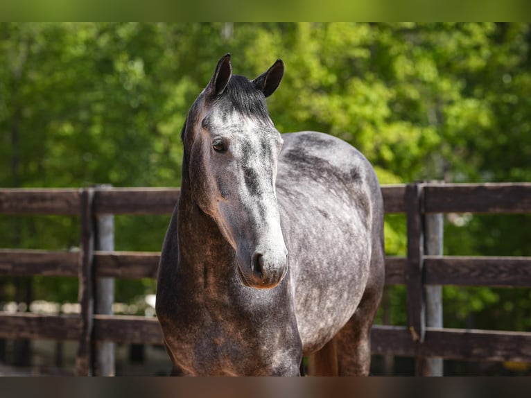 Friesian horses Mix Gelding 5 years 16 hh Grey-Dapple in Clover, SC