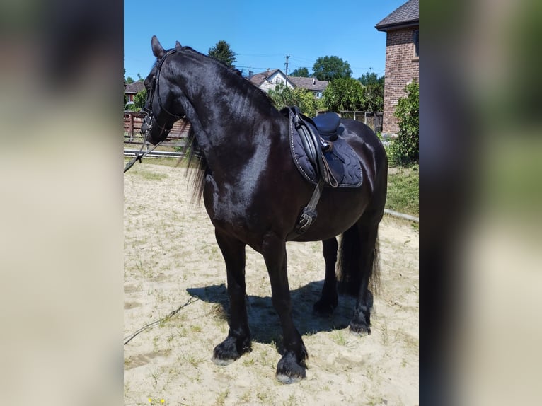 Friesian horses Mix Gelding 5 years 16 hh  in Flammersfeld