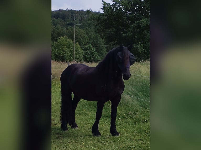 Friesian horses Mix Gelding 5 years 16 hh  in Flammersfeld
