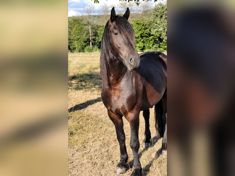 Friesian horses Mix Gelding 5 years 16 hh  in Flammersfeld