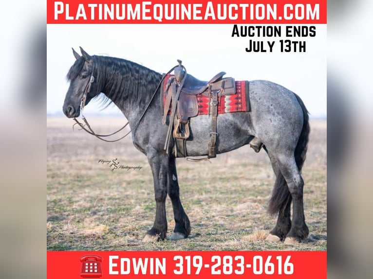 Friesian horses Gelding 5 years 16 hh Roan-Blue in Fairbank IA