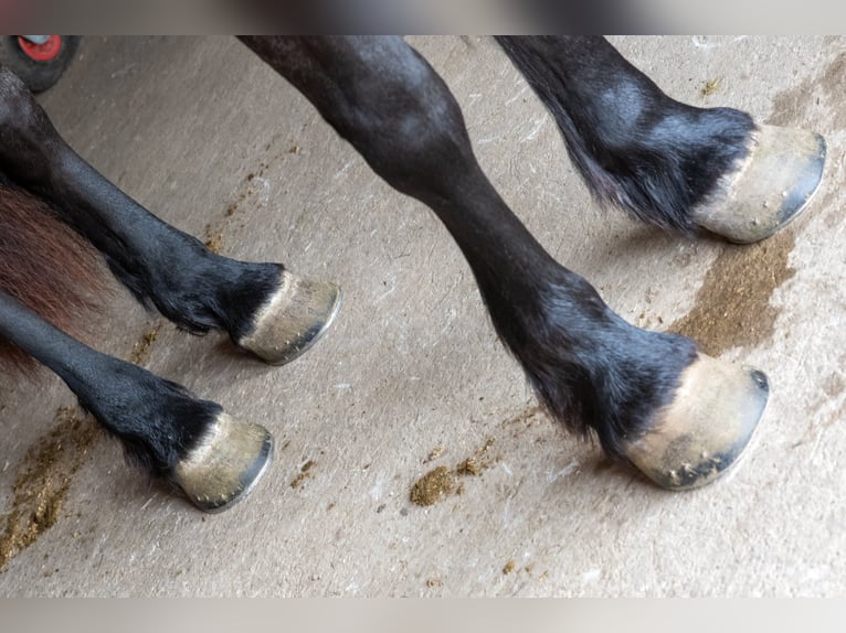 Friesian horses Gelding 5 years 16 hh Roan-Blue in Fairbank IA