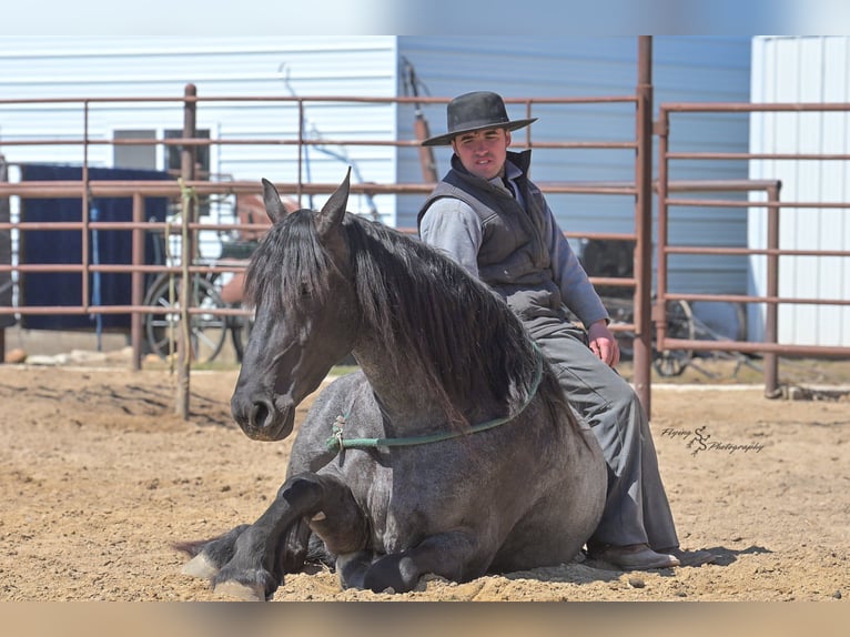Friesian horses Gelding 5 years 16 hh Roan-Blue in Fairbank IA