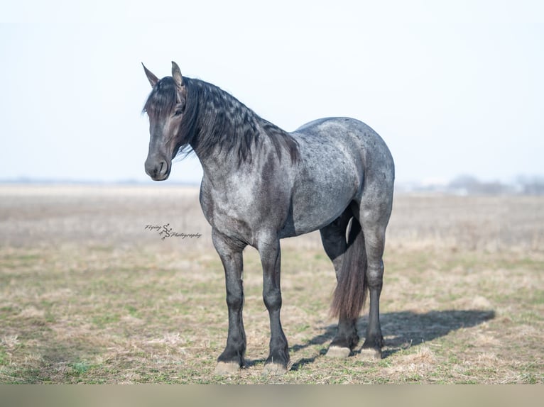 Friesian horses Gelding 5 years 16 hh Roan-Blue in Fairbank IA
