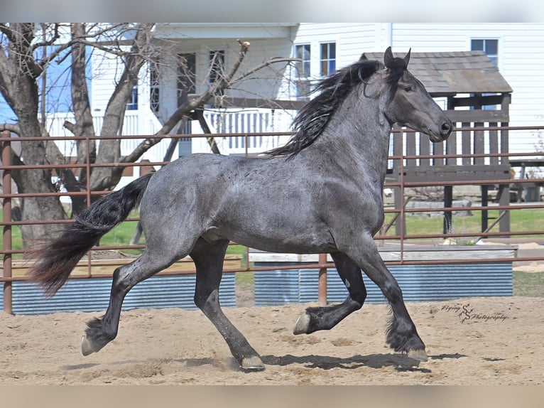 Friesian horses Gelding 5 years 16 hh Roan-Blue in Fairbank IA
