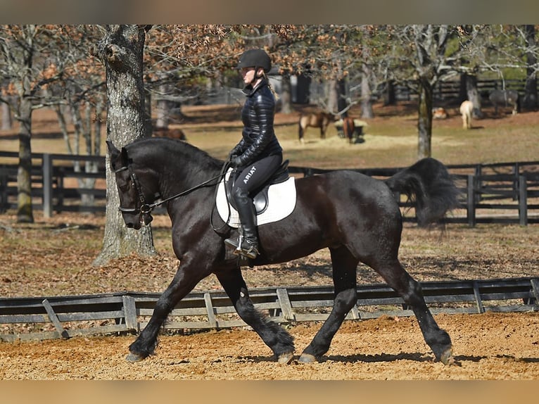 Friesian horses Gelding 5 years 16 hh Smoky-Black in Berlin