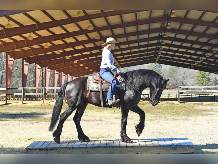 Friesian horses Gelding 5 years 16 hh Smoky-Black in Berlin