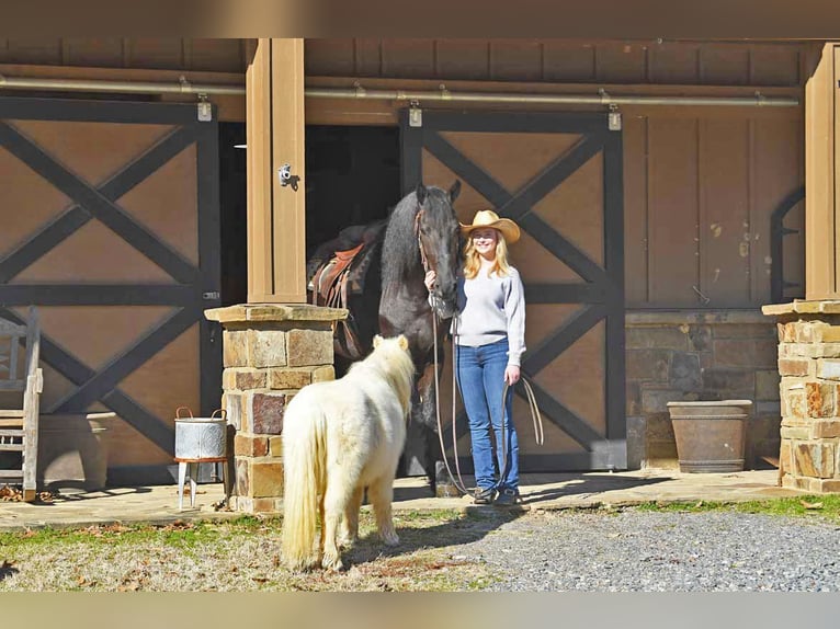 Friesian horses Gelding 5 years 16 hh Smoky-Black in Berlin