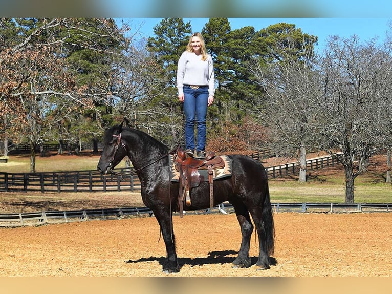 Friesian horses Gelding 5 years 16 hh Smoky-Black in Berlin