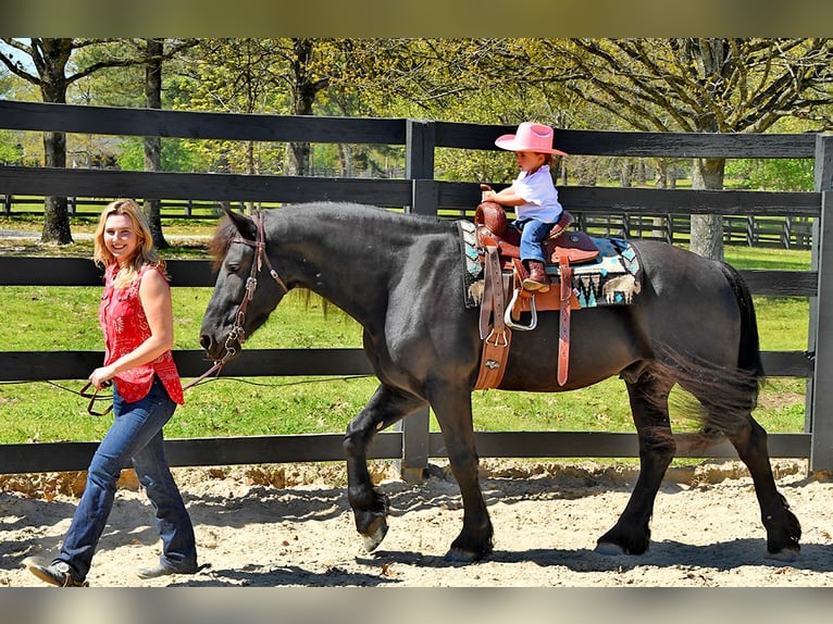 Friesian horses Gelding 5 years 16 hh Smoky-Black in Berlin