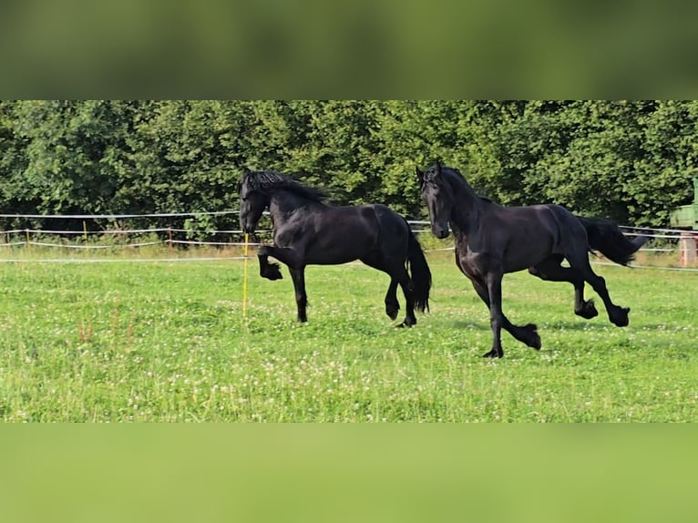 Friesian horses Gelding 5 years 16,1 hh Black in Michelstadt