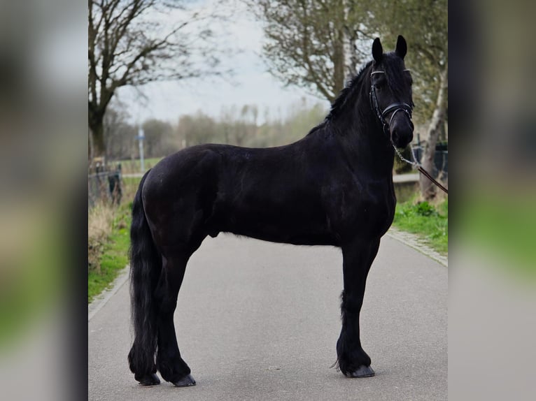 Friesian horses Gelding 5 years 16,1 hh Black in Someren