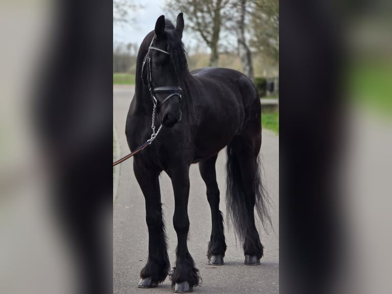 Friesian horses Gelding 5 years 16,1 hh Black in Someren