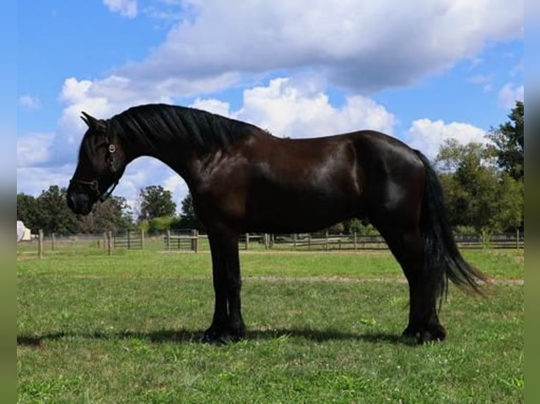 Friesian horses Mix Gelding 5 years 16,1 hh Black in Howell, MI