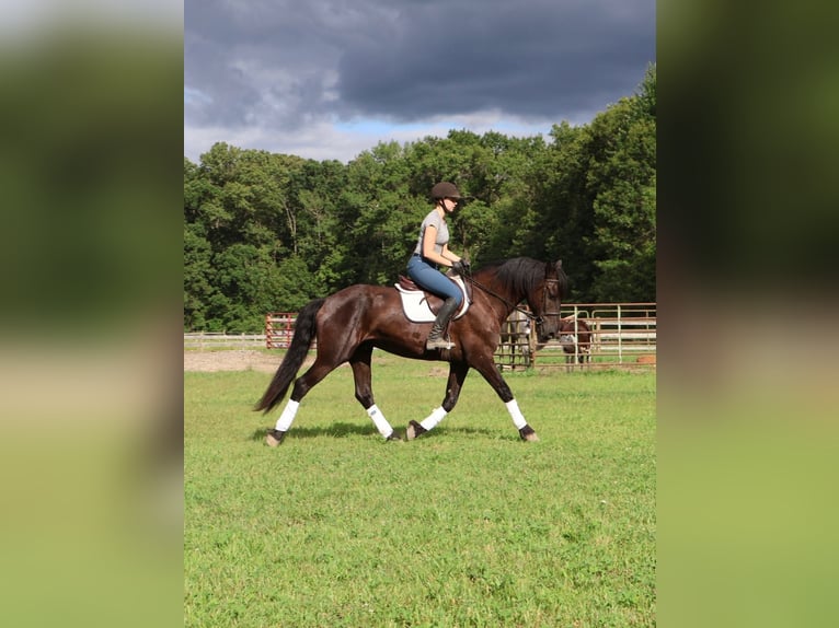 Friesian horses Mix Gelding 5 years 16,1 hh Black in Howell, MI