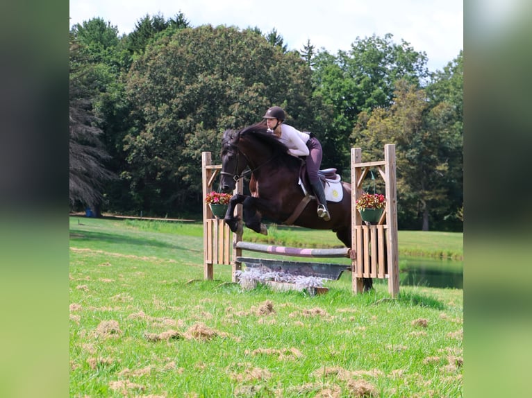 Friesian horses Mix Gelding 5 years 16,1 hh Black in Howell, MI