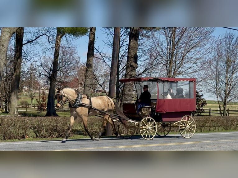 Friesian horses Mix Gelding 5 years 16,1 hh Buckskin in Gap