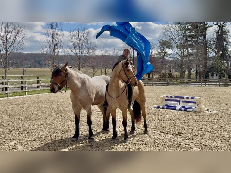 Friesian horses Mix Gelding 5 years 16,1 hh Buckskin in Gap