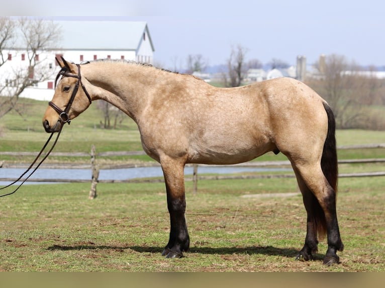 Friesian horses Mix Gelding 5 years 16,1 hh Buckskin in Gap
