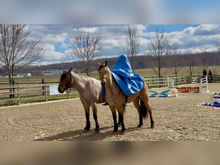 Friesian horses Mix Gelding 5 years 16,1 hh Buckskin in Gap