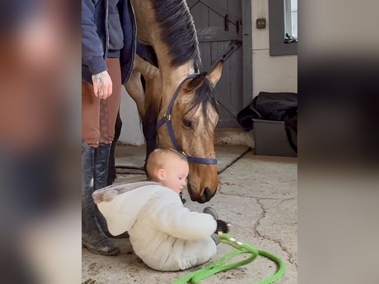 Friesian horses Mix Gelding 5 years 16,1 hh Buckskin in Gap