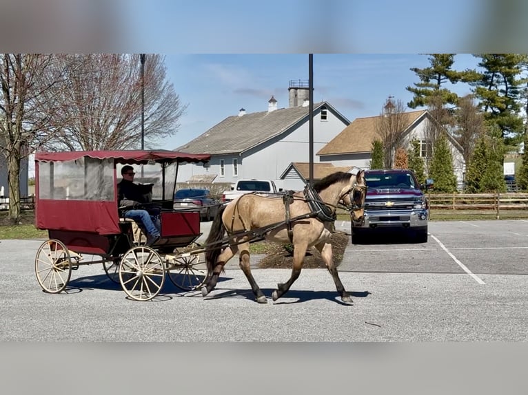 Friesian horses Mix Gelding 5 years 16,1 hh Buckskin in Gap