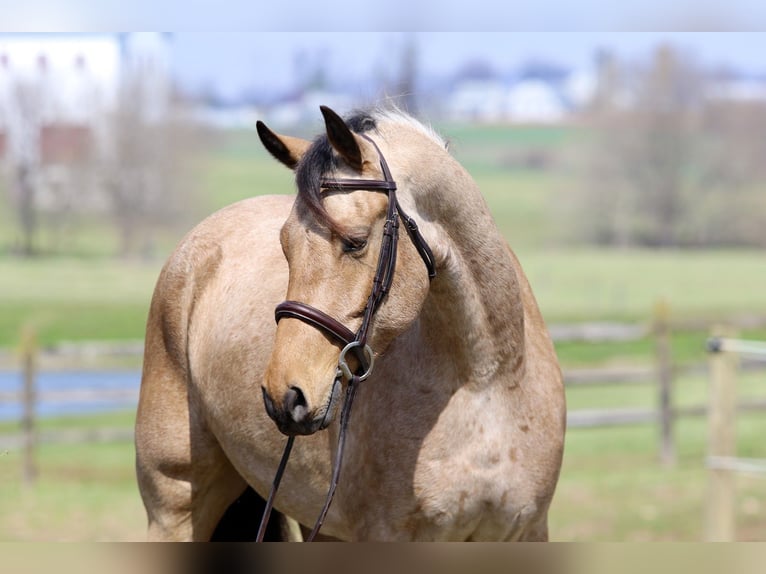 Friesian horses Mix Gelding 5 years 16,1 hh Buckskin in Gap