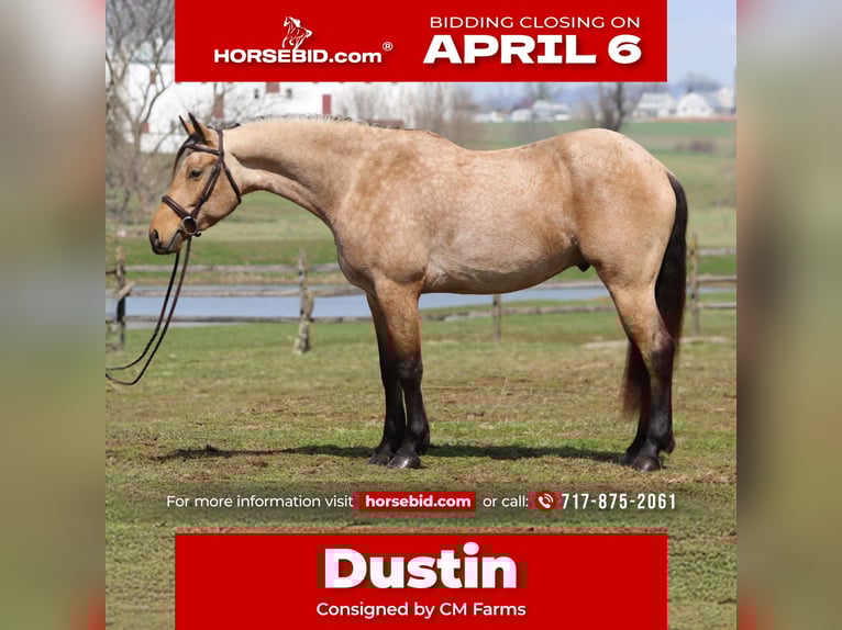 Friesian horses Mix Gelding 5 years 16,1 hh Buckskin in Gap