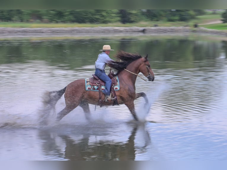 Friesian horses Gelding 5 years 16,2 hh Bay in Fairbank