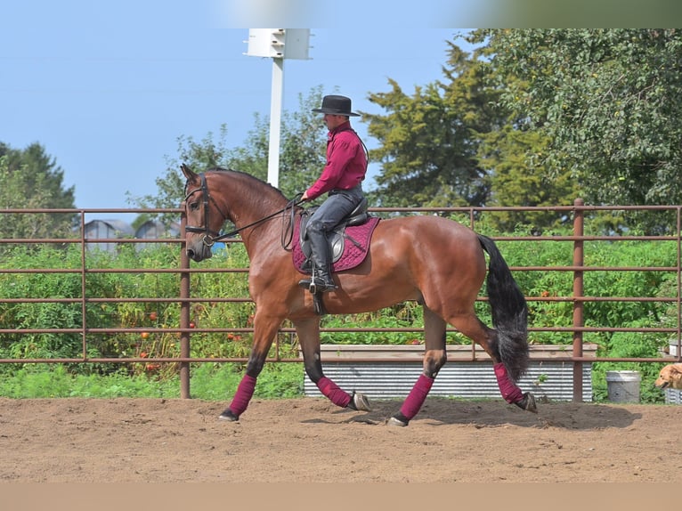 Friesian horses Gelding 5 years 16,2 hh Bay in Fairbank IA