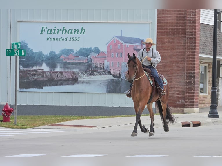 Friesian horses Gelding 5 years 16,2 hh Bay in Fairbank IA