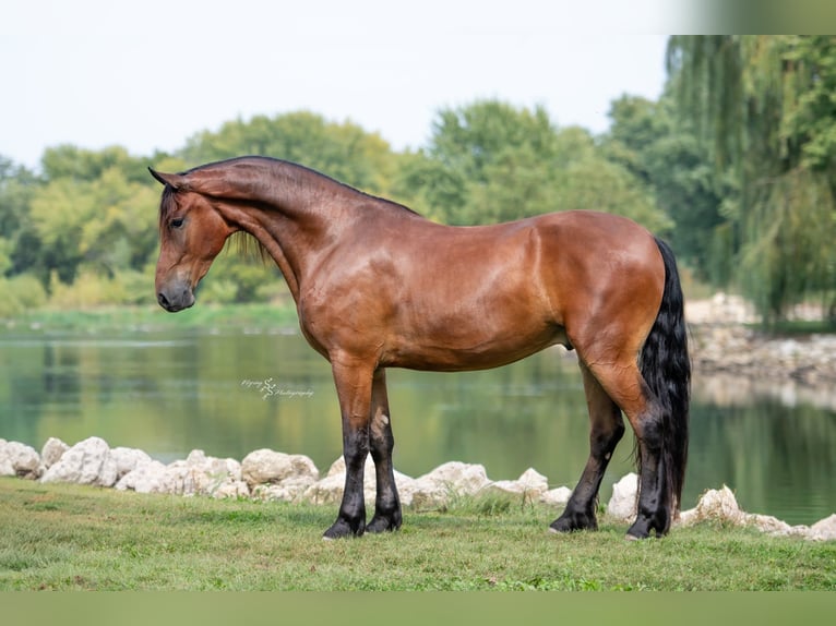 Friesian horses Gelding 5 years 16,2 hh Bay in Fairbank IA