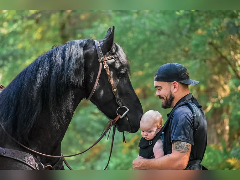 Friesian horses Gelding 5 years 16,2 hh Black in Rochester