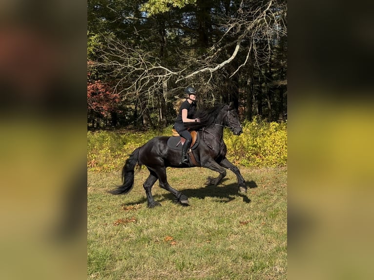Friesian horses Gelding 5 years 16,2 hh Black in Rochester