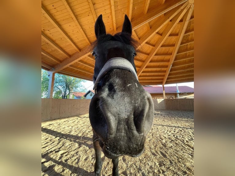 Friesian horses Gelding 5 years 16,2 hh Smoky-Black in Weilheim in Oberbayern