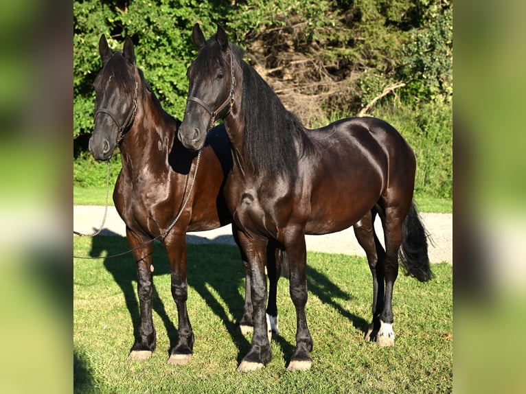 Friesian horses Gelding 5 years 16,3 hh Black in Warsaw Friesian horses Gelding 5 years 16,3 hh Black in Warsaw