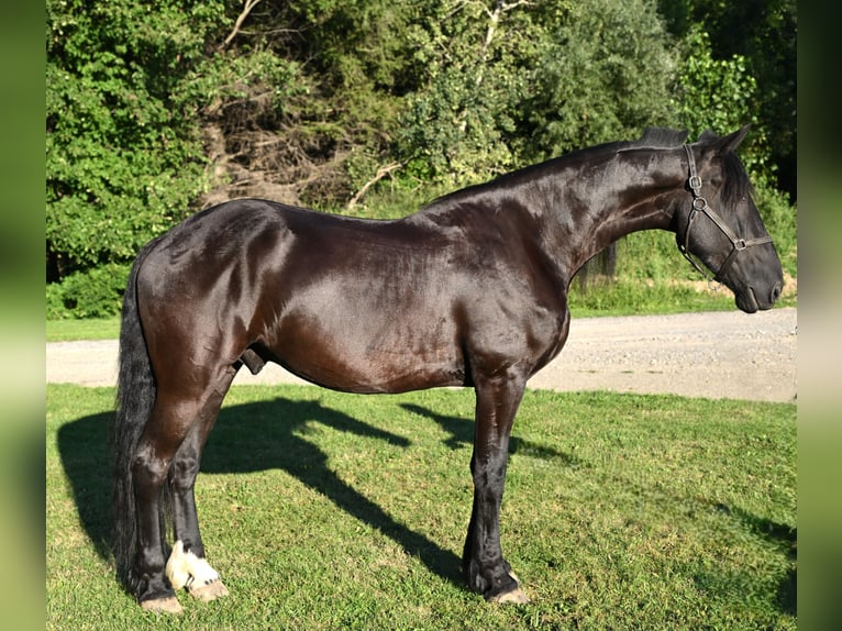 Friesian horses Gelding 5 years 16,3 hh Black in Warsaw Friesian horses Gelding 5 years 16,3 hh Black in Warsaw