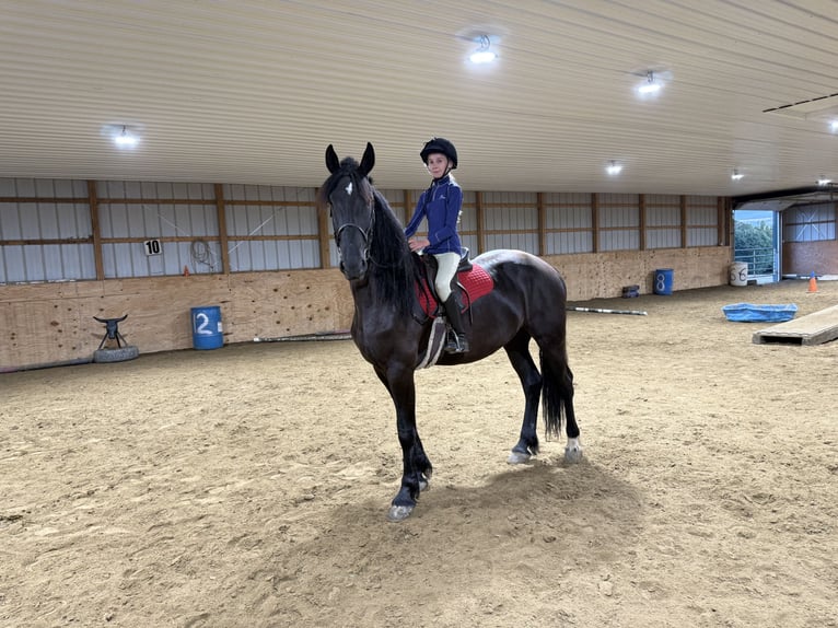 Friesian horses Gelding 5 years 16,3 hh Black in Warsaw Friesian horses Gelding 5 years 16,3 hh Black in Warsaw