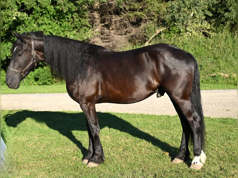 Friesian horses Gelding 5 years 16,3 hh Black in Warsaw Friesian horses Gelding 5 years 16,3 hh Black in Warsaw