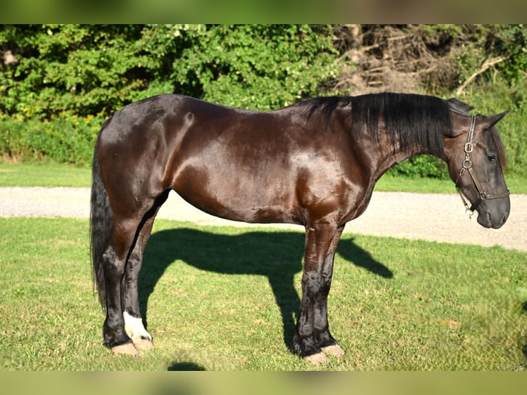 Friesian horses Gelding 5 years 16,3 hh Black in Warsaw Friesian horses Gelding 5 years 16,3 hh Black in Warsaw