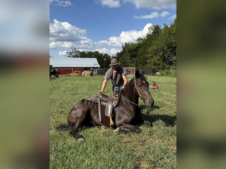 Friesian horses Gelding 5 years 16,3 hh Black in Moscow OH