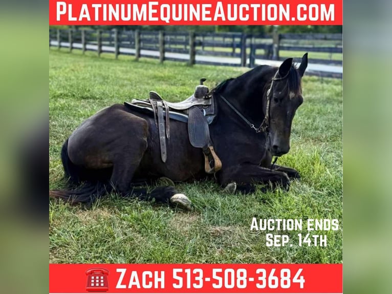 Friesian horses Gelding 5 years 16,3 hh Black in Moscow OH