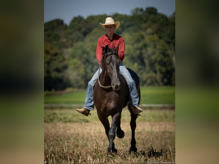 Friesian horses Mix Gelding 5 years 16,3 hh Black in Auburn, KY