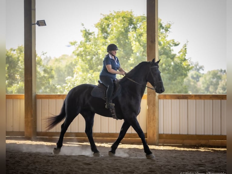 Friesian horses Mix Gelding 5 years 16,3 hh Black in Auburn, KY