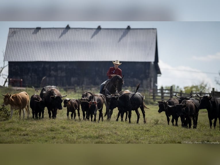 Friesian horses Mix Gelding 5 years 16,3 hh Black in Auburn, KY