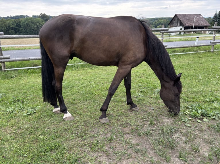 Friesian horses Mix Gelding 5 years 17.1 hh Black in Weinburg