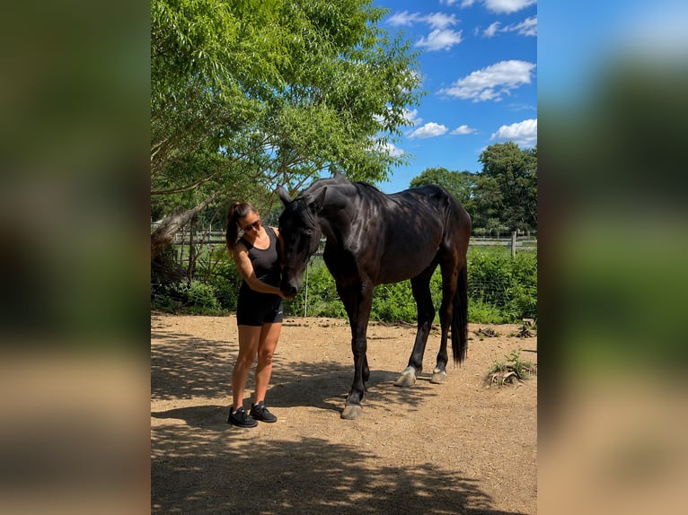 Friesian horses Mix Gelding 5 years 17.1 hh Black in Weinburg