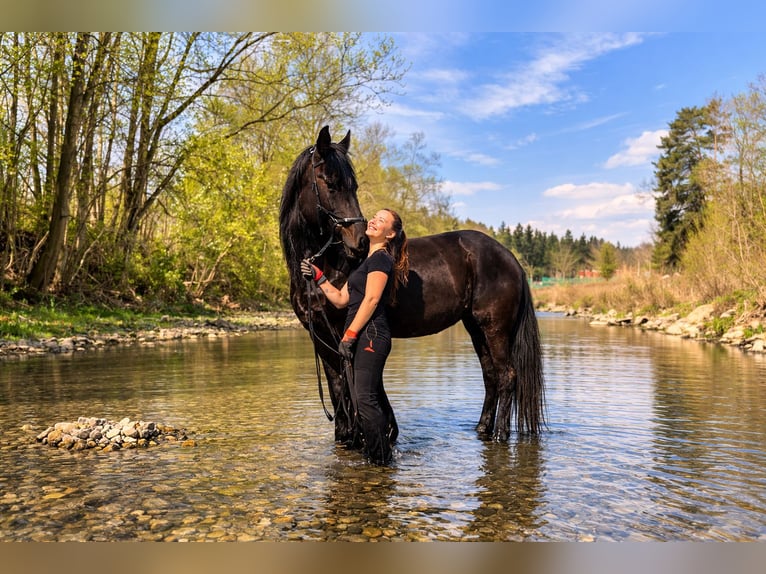 Friesian horses Mix Gelding 5 years 17.1 hh Black in Weinburg