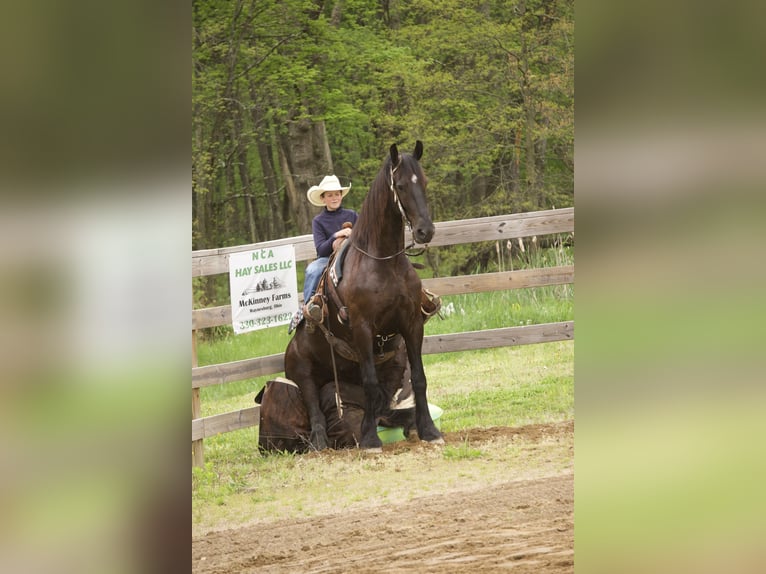 Friesian horses Mix Gelding 5 years 17 hh Black in Fresno